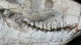 Nicely Prepared Oreodont (Merycoidodon) Skull #31518-2